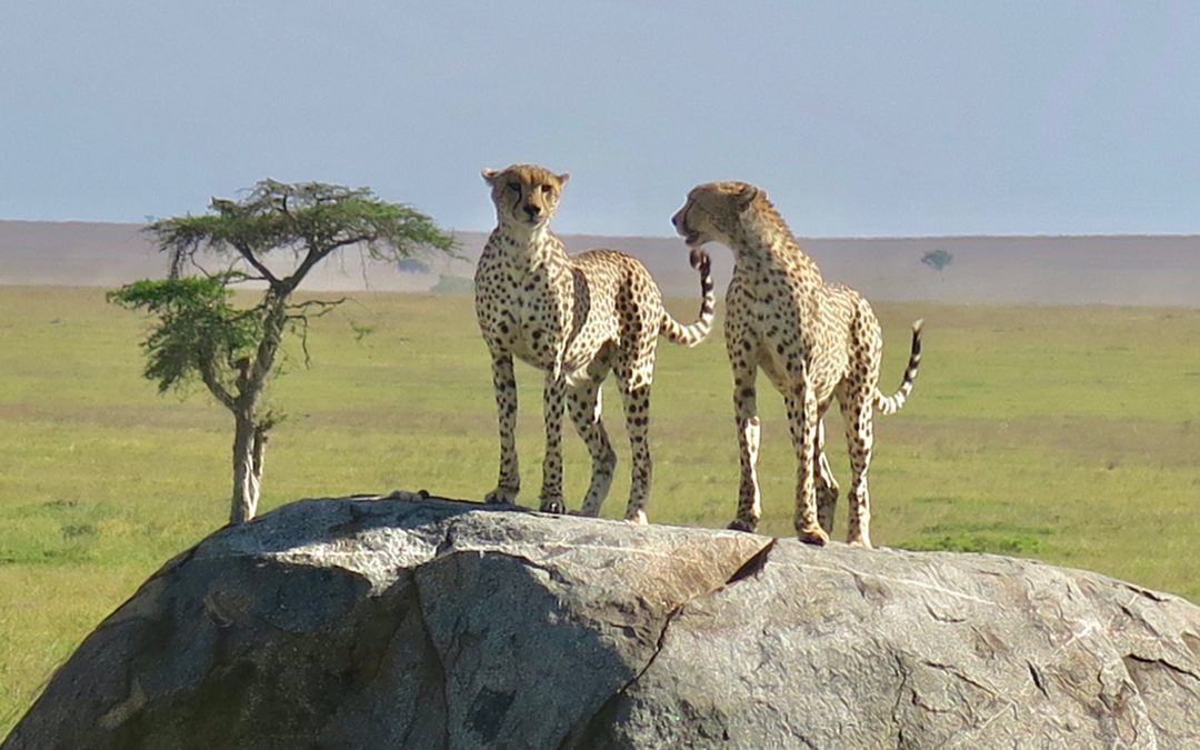 Auf der Suche nach den Big Five in Tansania