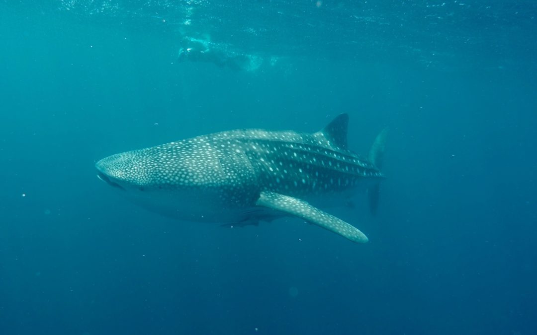 Die Unterwasserwelt am Ningaloo Reef erkunden