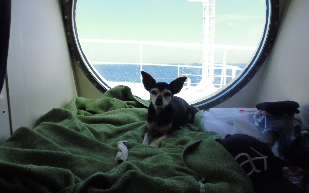 Traumreise nach Finnland mit Hund