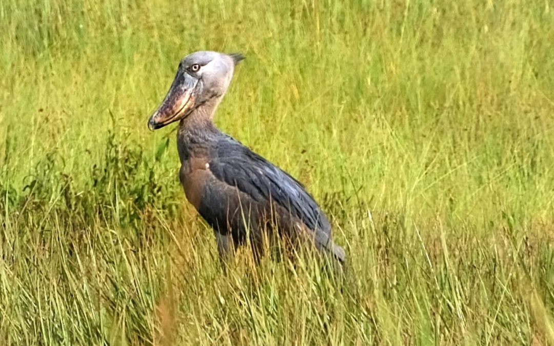 Schuhschnabel, Schimpansen und Berggorillas – meine Reise mit Chamäleon nach Uganda